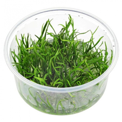 Лилеопсис Бразильский (меристемное растение), d 6,5 см